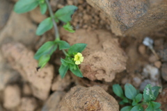 Mecardonia procumbens